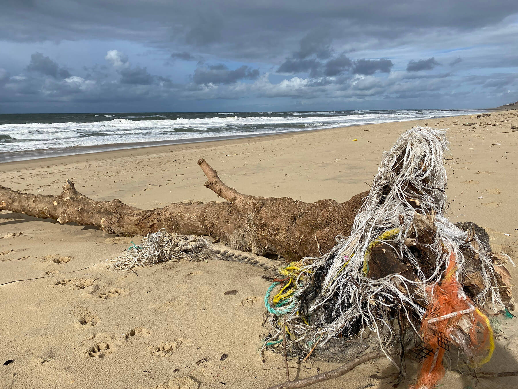 PLAGE FILET TRONC